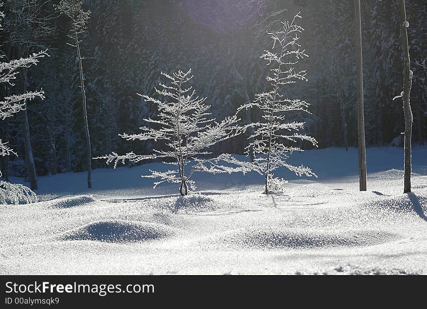 Barren Trees In Freeze 2