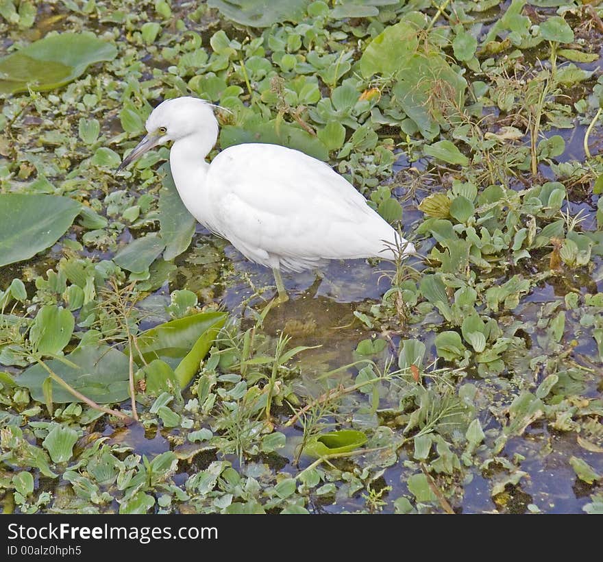 This young Little Blue Heron is probably only six or eight months old. He is very self assured and comfortable with humans. Note the green legs. Taken on the St. Johns River near DeLand, FL. He will turn indigo blue with a brown head and neck in the next few months. This young Little Blue Heron is probably only six or eight months old. He is very self assured and comfortable with humans. Note the green legs. Taken on the St. Johns River near DeLand, FL. He will turn indigo blue with a brown head and neck in the next few months.