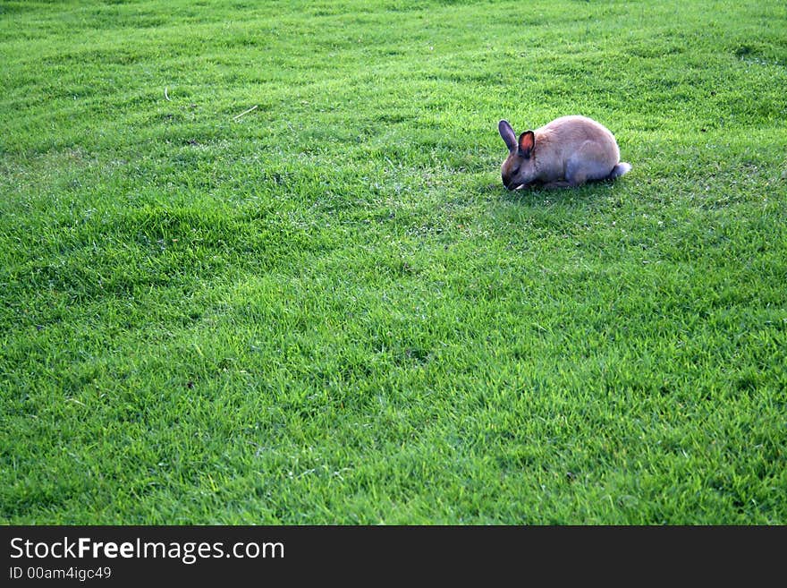 Curious bunny looking for food.