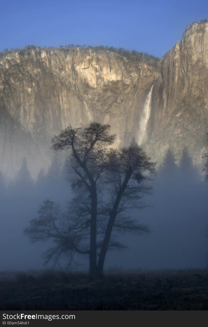 Early morning fog enveloping and oak tree in Yosemite National Park, stoneman meadow. Yosemite Falls can be seen in the background. Early morning fog enveloping and oak tree in Yosemite National Park, stoneman meadow. Yosemite Falls can be seen in the background.