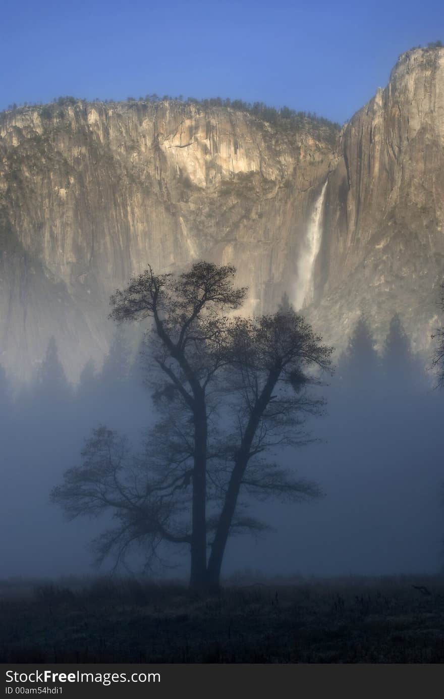 Oak tree in fog