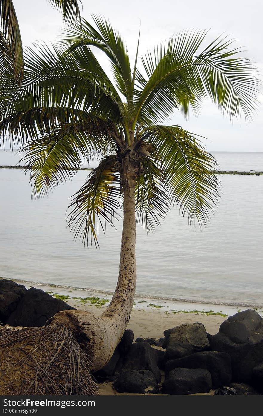 Cocunut tree, few rocks by a tropical beach on a overcast summer day. Cocunut tree, few rocks by a tropical beach on a overcast summer day