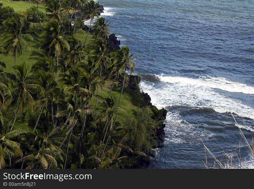 Coconut grove along spashing waters in a tropical island