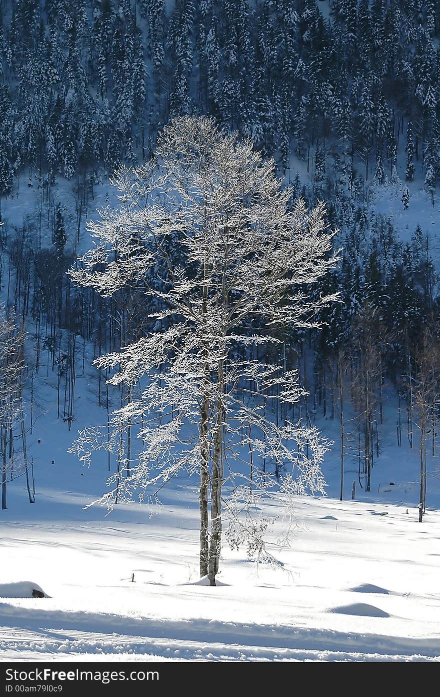 Frozen beech in the Gernab Alps in Bavaria in January, Eurpean beech. Frozen beech in the Gernab Alps in Bavaria in January, Eurpean beech