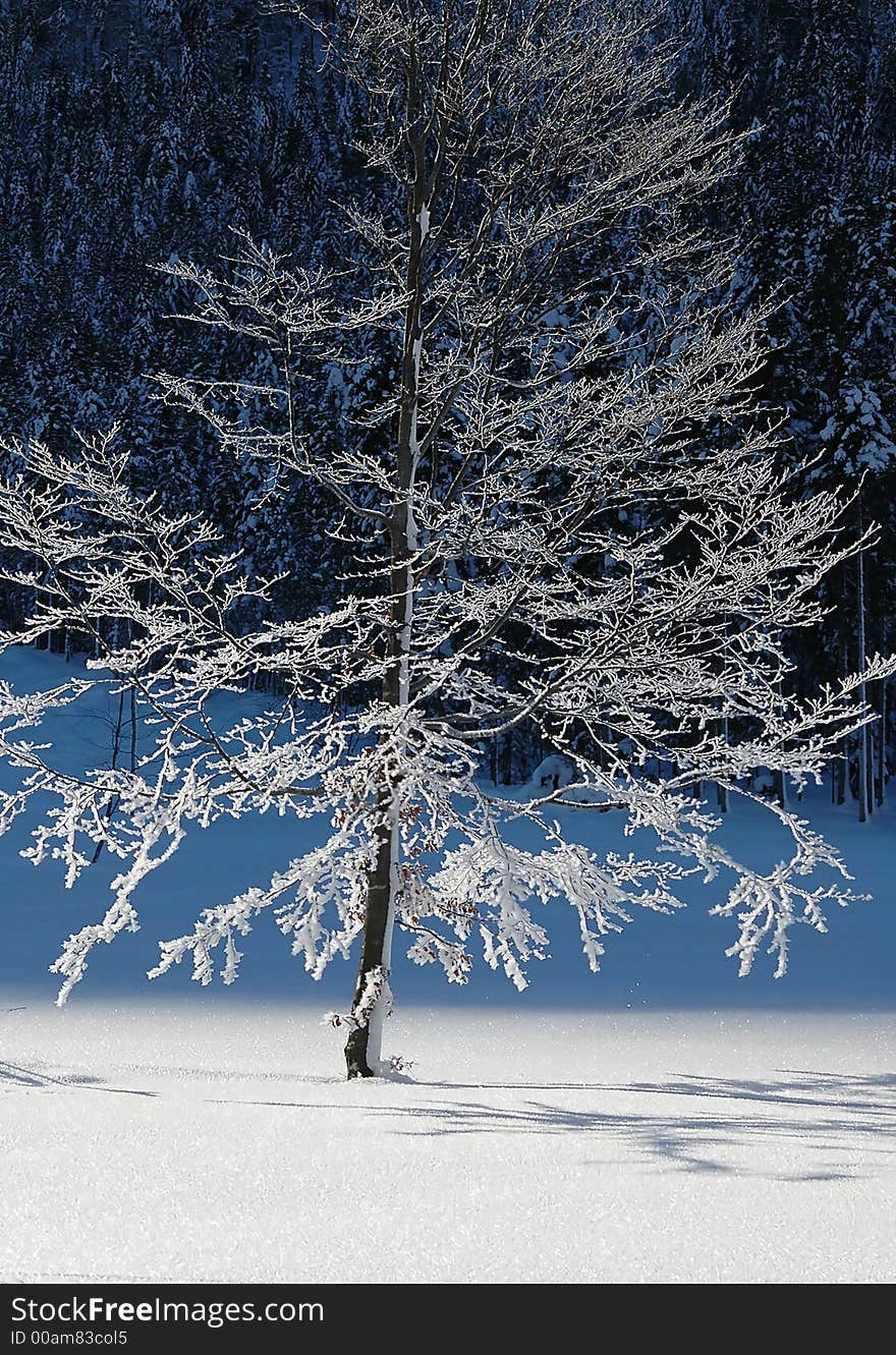 Frozen beech in the German Alps in Bavaria in January. Frozen beech in the German Alps in Bavaria in January