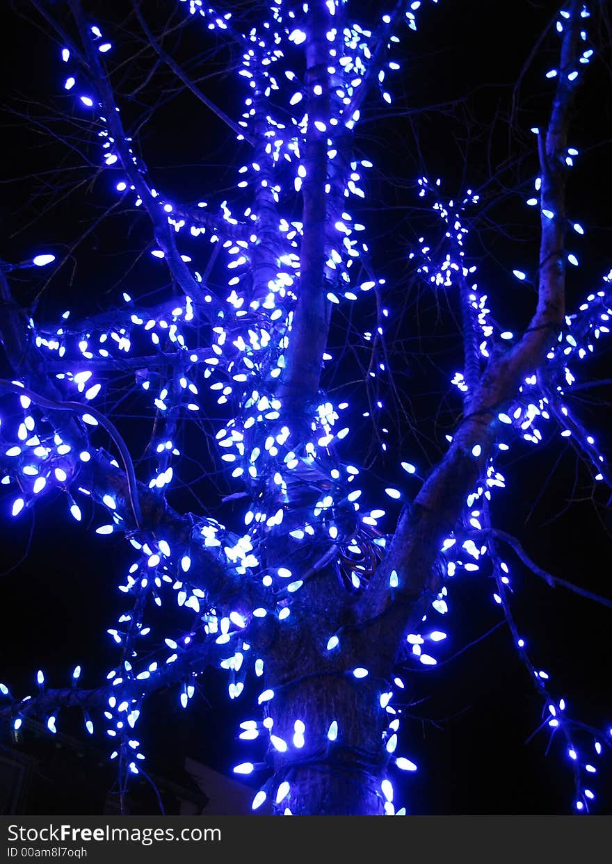 Photo of tree lit by blue lights during Christmas. Photo of tree lit by blue lights during Christmas.