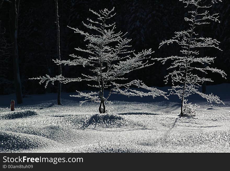 Frozen beech in the German Alps in Bavaria in Jaunuary. Frozen beech in the German Alps in Bavaria in Jaunuary