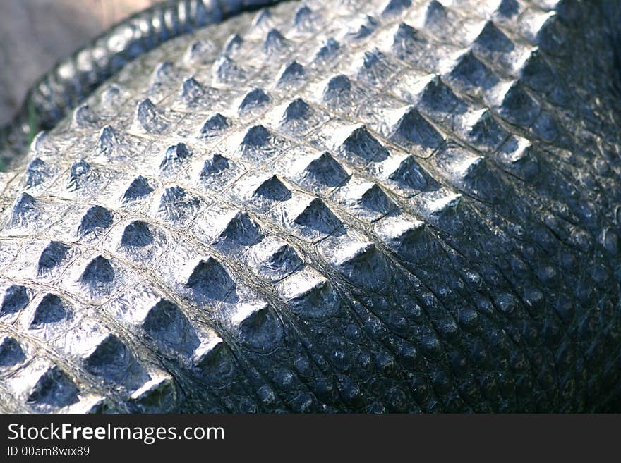 Close up detail of a crocodile's skin. Close up detail of a crocodile's skin