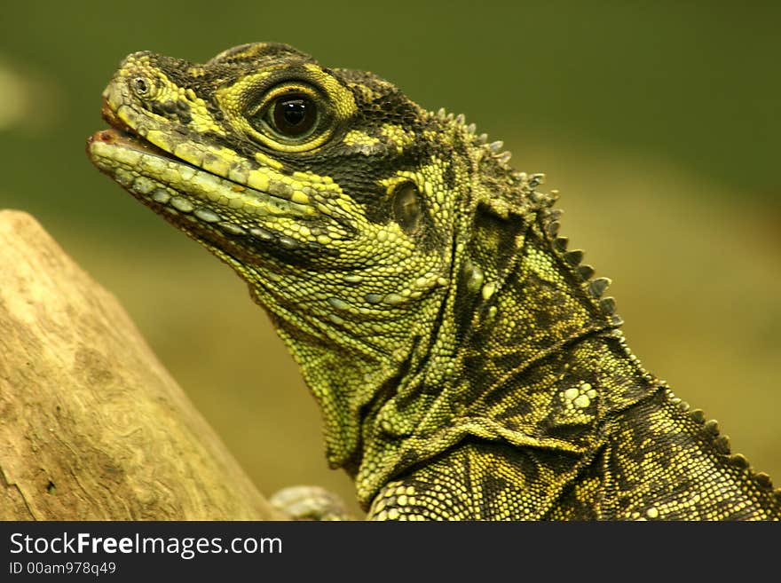 Wonderful green dragon lizard watching intently