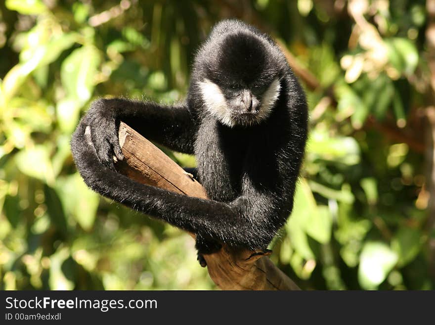 Small monkey sitting on a tree branch. Small monkey sitting on a tree branch