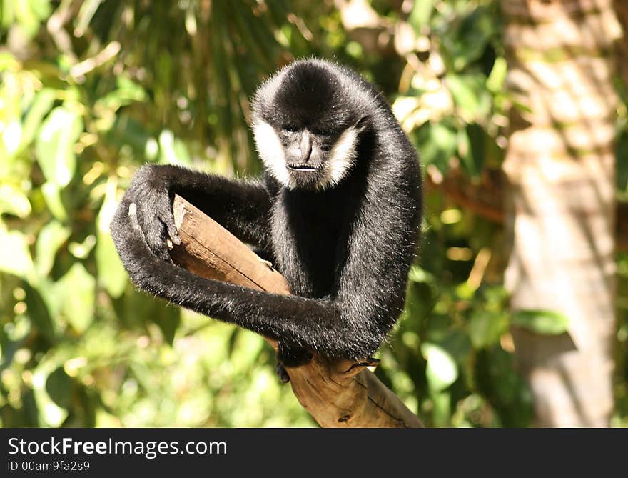 Small monkey sitting on a tree branch. Small monkey sitting on a tree branch