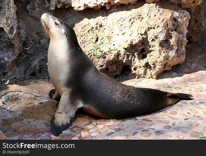 Sealion basking