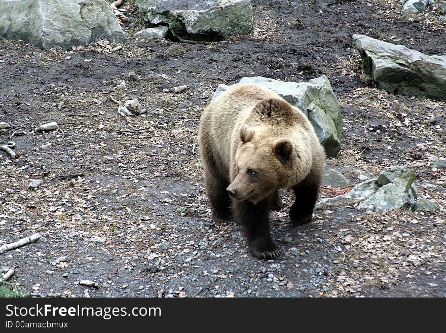 Brown bear walking