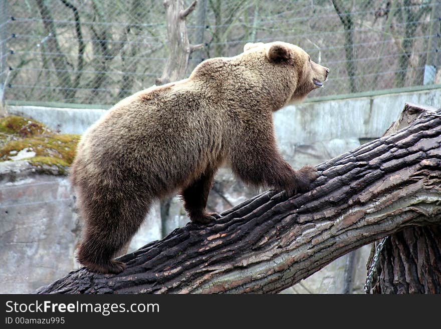 Brown Bear Walking Up A Trunk, Skansen Park, Stockholm