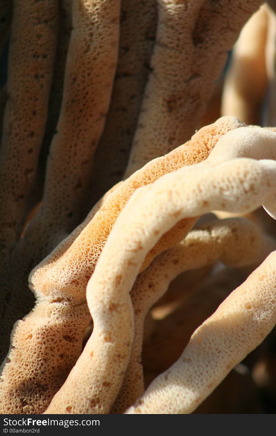 Photo shot of sponges

~Tarpon Springs Sponge Docks~