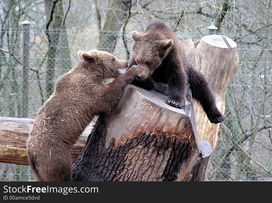 Brown bears playing, Skansen Park, Stockholm, Sweden