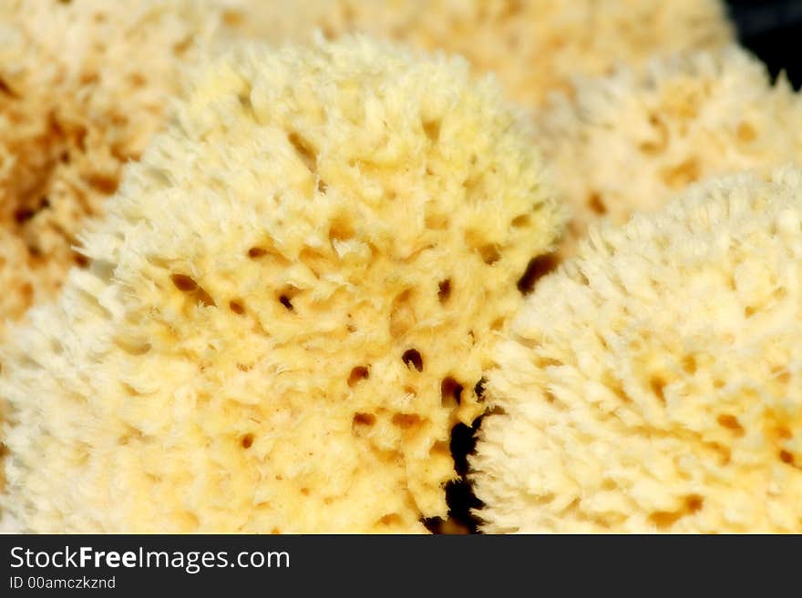 Photo shot of sponges ~Tarpon Springs Sponge Docks~