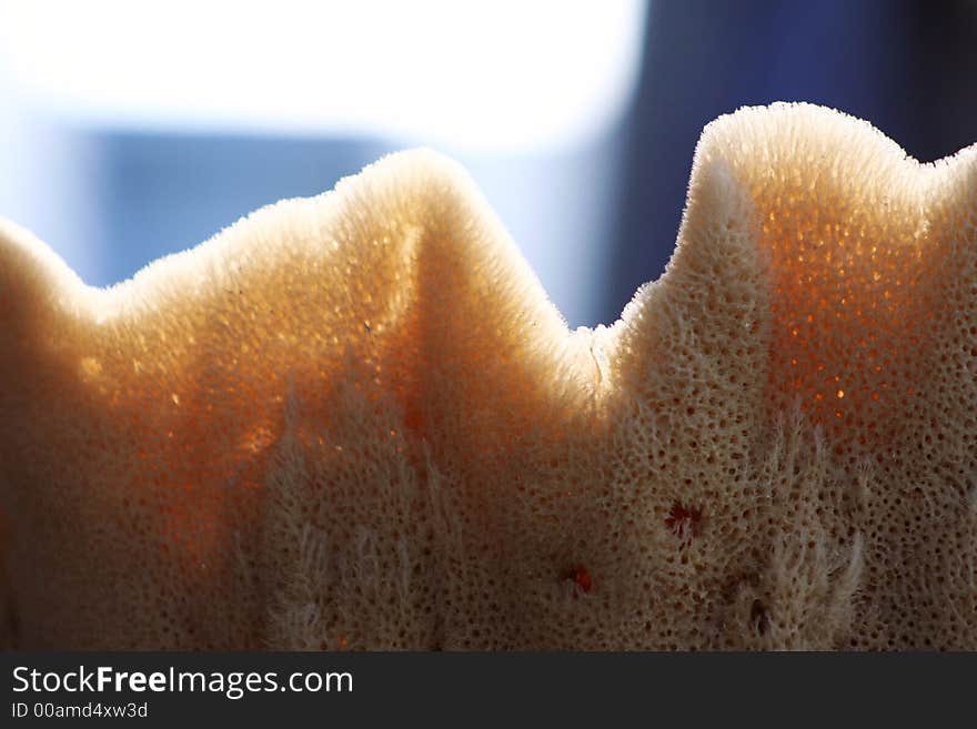 Photo shot of a sponge with just amount of sunlight ~Tarpon Springs Sponge Docks~. Photo shot of a sponge with just amount of sunlight ~Tarpon Springs Sponge Docks~