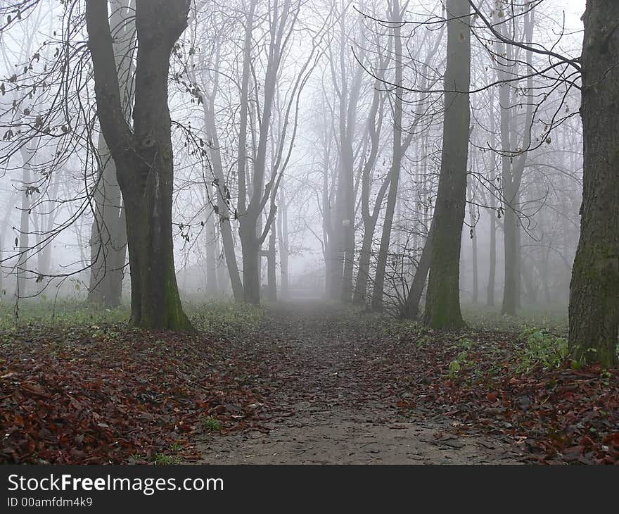 Trees in the fog in autumn. Trees in the fog in autumn