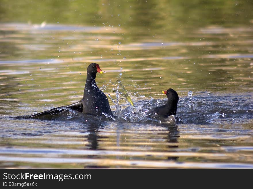 Two fighting Moorhens at a wetlands reserve in the UK.