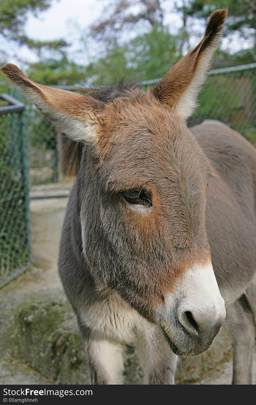 Portrait of Nice Sad Donkey. Portrait of Nice Sad Donkey