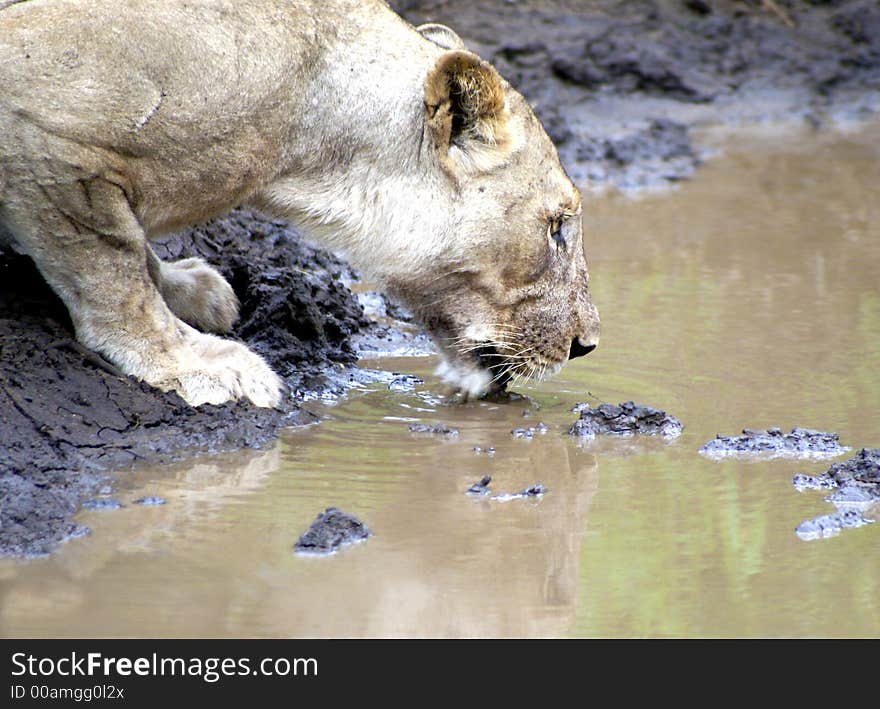 Big cat thirst quenching - lioness at a waterhole. Big cat thirst quenching - lioness at a waterhole