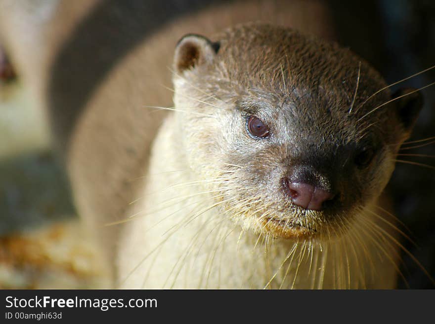 Close up of river otter