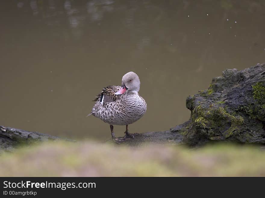 This is a hybrid duck that was captured on a lake in the UK.