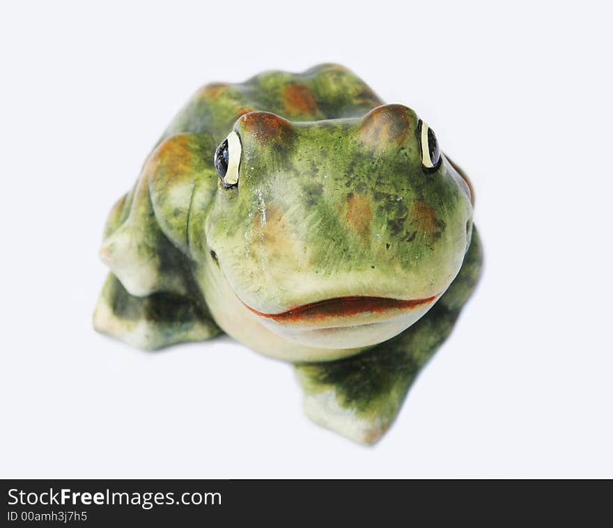 Frog isolated on a white background