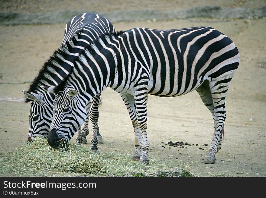 Portrait of Two Nice Zebras. Portrait of Two Nice Zebras