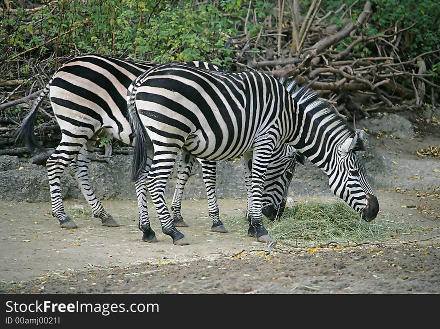 Portrait of Three Nice Zebras. Portrait of Three Nice Zebras