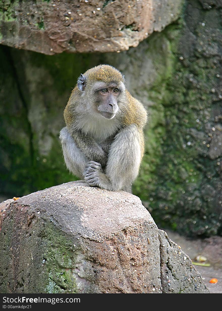 Macaque 3