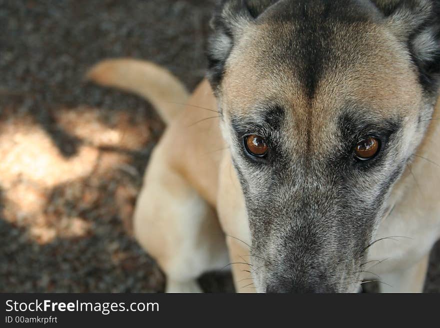 A dog's face looking into the camera. A dog's face looking into the camera