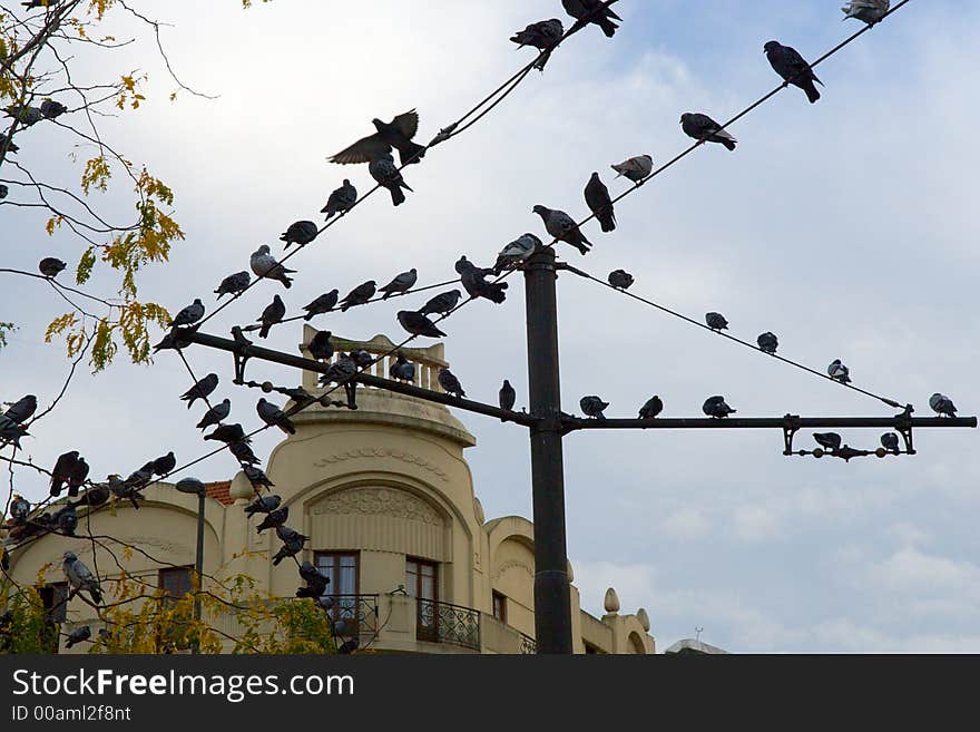 Pigeons on wires