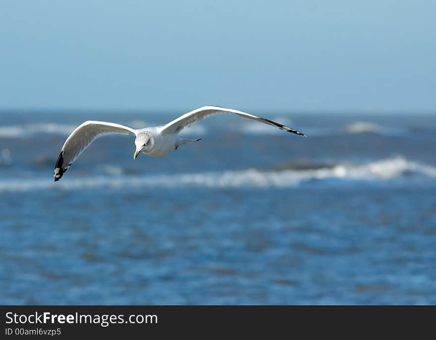 Seagull in flight