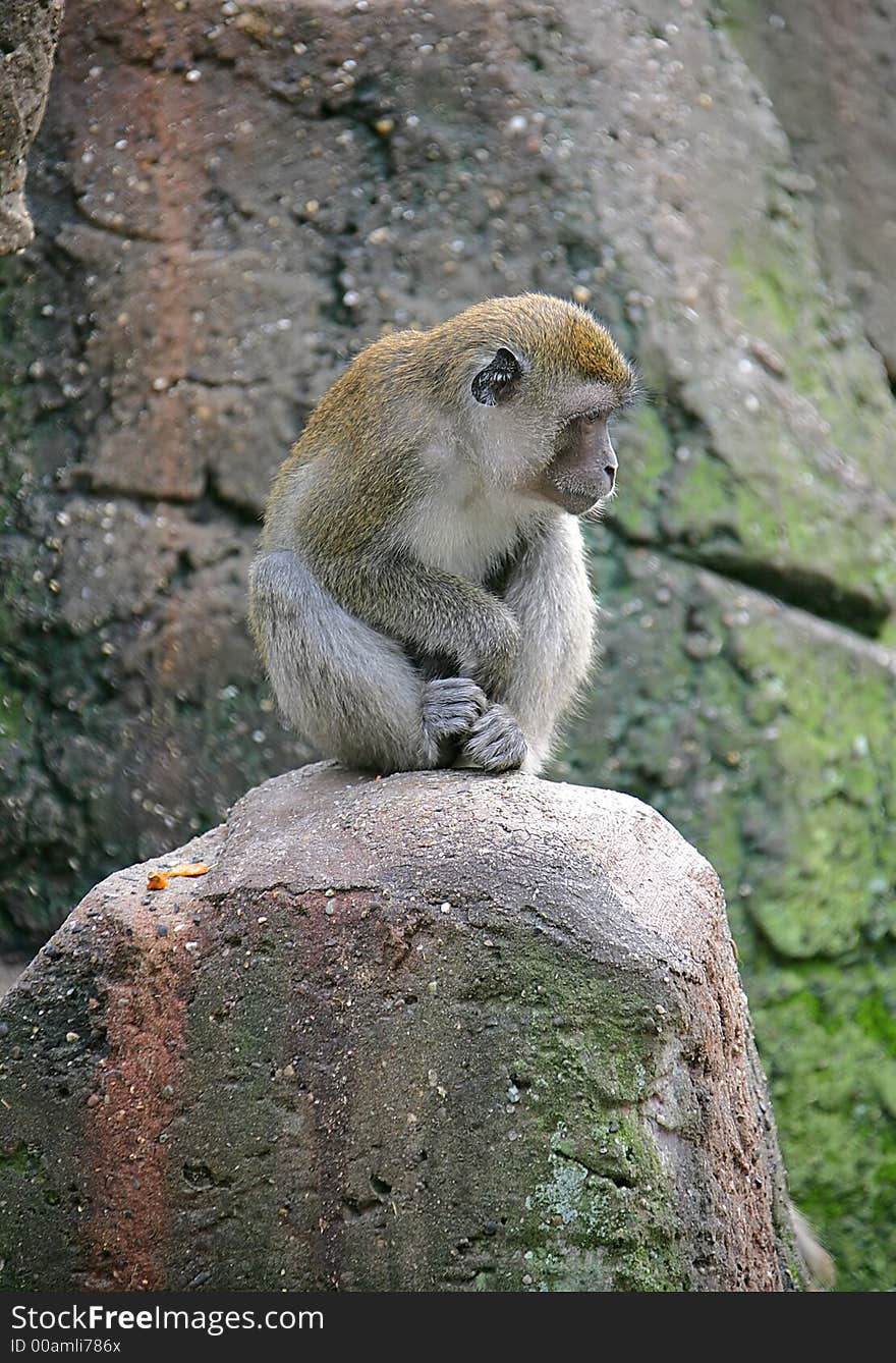 Macaque 4