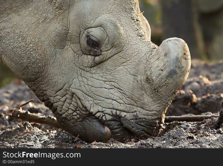 Close-up of rhinoceros grazing for food