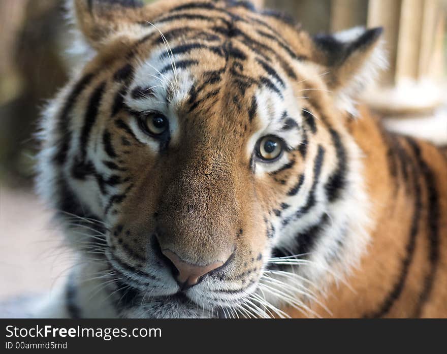 Closeup of a beautiful tiger