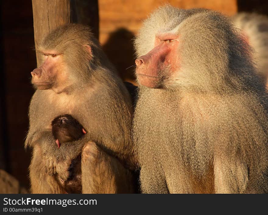 Monkey family and mother with small baby in her arms