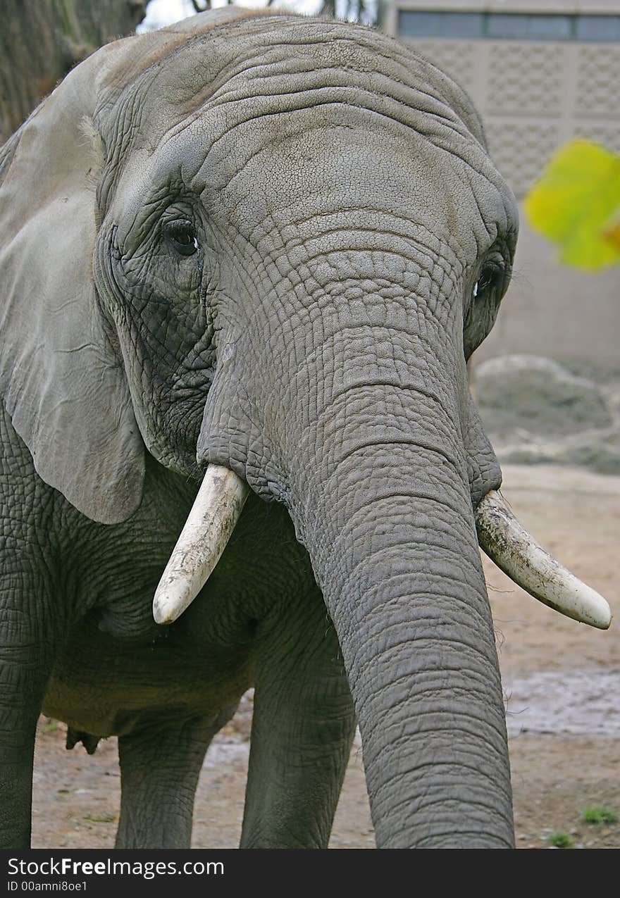 Portrait of nice african elephant. Portrait of nice african elephant