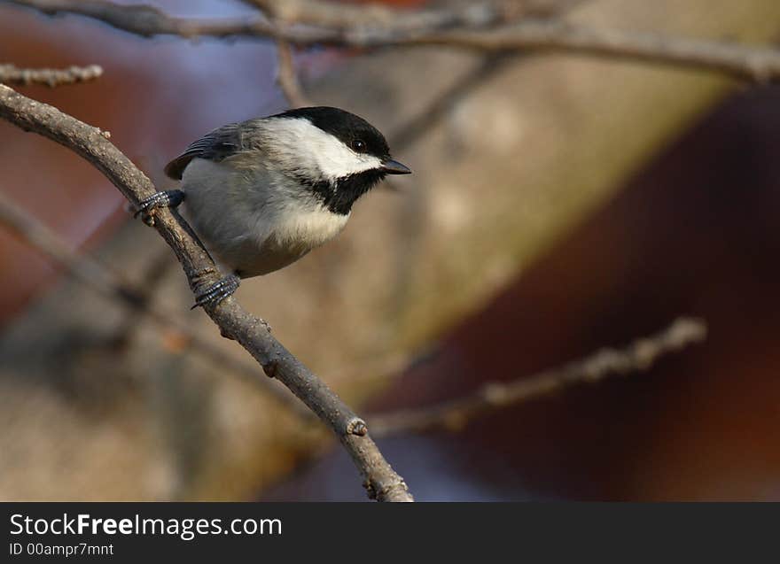 Chickadee perched on  branch at sunrise. Chickadee perched on  branch at sunrise.