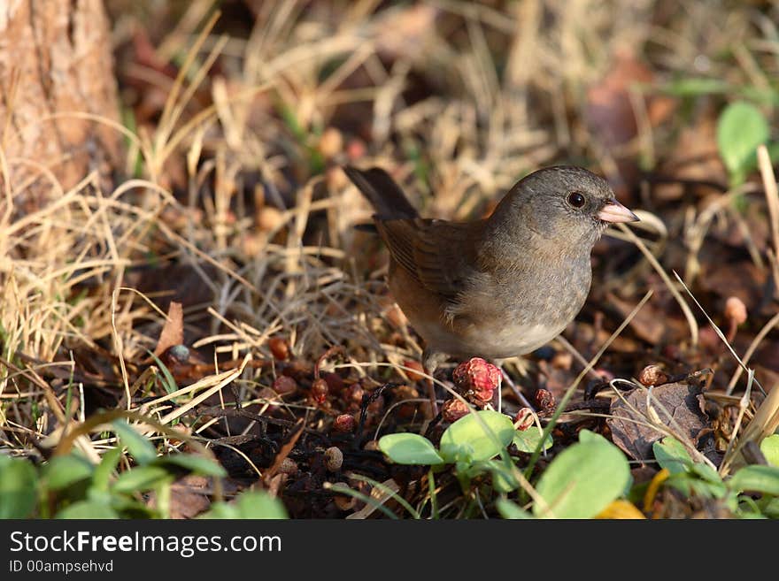 Female Junco