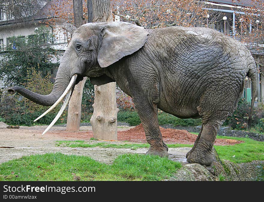 Portrait of nice african elephant. Portrait of nice african elephant