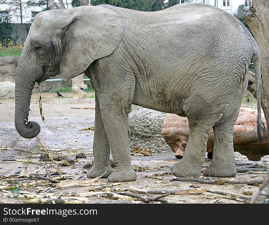 Portrait of nice african elephant. Portrait of nice african elephant