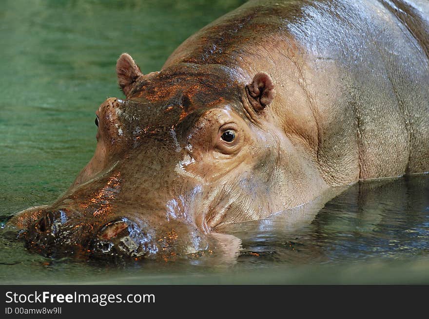 Hippopotamus