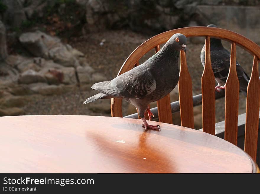 Pigeon