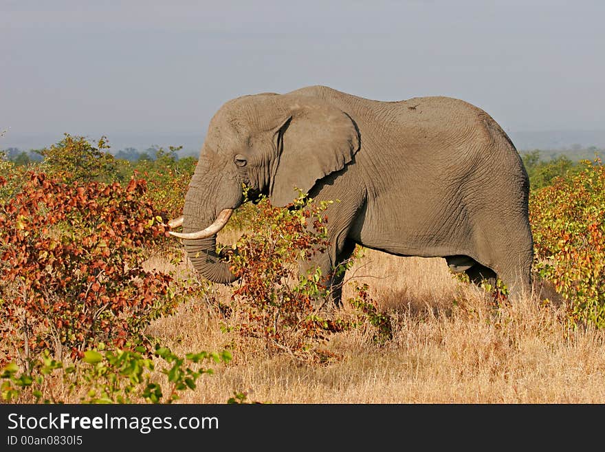 African elephant (Loxodonta africana) feeding on mopane trees, Kruger National Park, South Africa