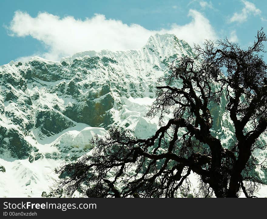 Snowcovered mountain and tree in Base Camp Alpamayo. Snowcovered mountain and tree in Base Camp Alpamayo