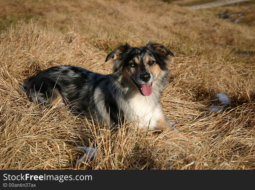 Australian shepherds love nature, running and relaxing outdoors