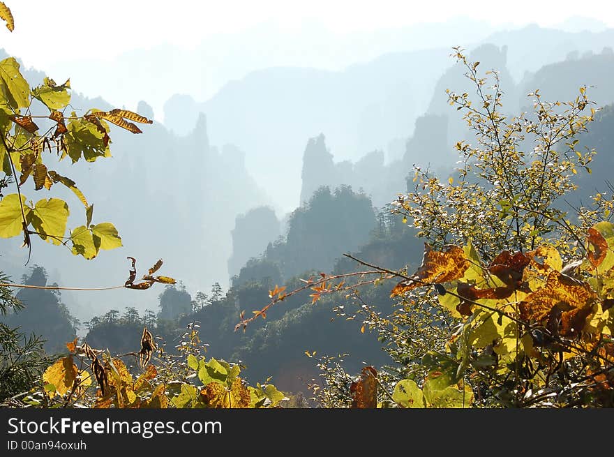 View of china forest reserve from a viewing platform. View of china forest reserve from a viewing platform